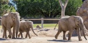 Reid Park Zoo Tucson