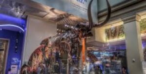 Wooly Mammoth washington dc